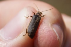 Atalantycha dentigera