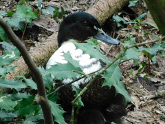 Anas platyrhynchos domesticus