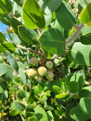 Arctostaphylos catalinae