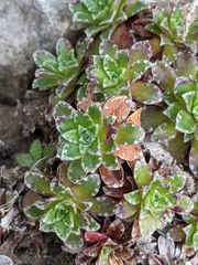 Saxifraga marginata