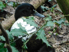 Anas platyrhynchos domesticus