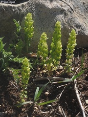 Cruciata articulata