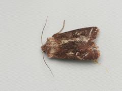 Cerastis leucographa