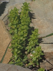 Cruciata articulata