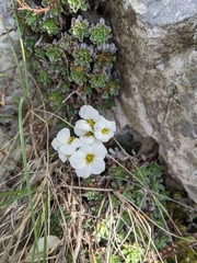 Saxifraga marginata