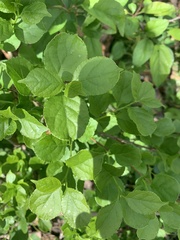 Magnoliopsida