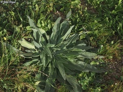 Echium glomeratum