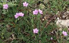 Erodium acaule