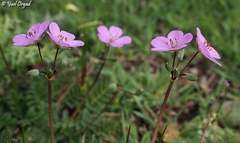 Erodium acaule