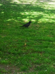Corvus corone