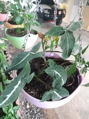 Syngonium wendlandii