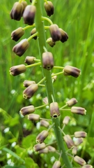 Muscari comosum