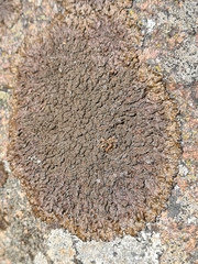 Xanthoparmelia loxodes