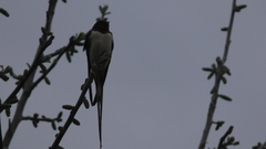 Hirundo rustica