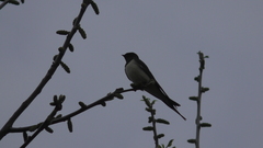 Hirundo rustica