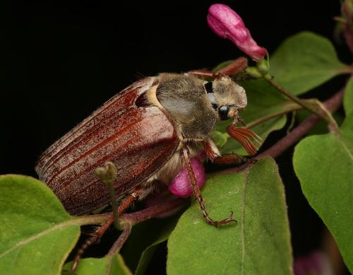 Cockchafer