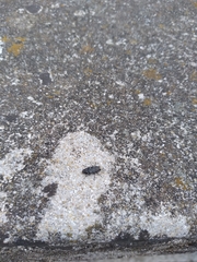 Chrysobothris octocola