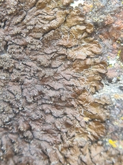 Xanthoparmelia loxodes