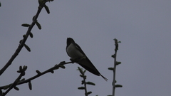 Hirundo rustica