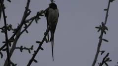 Hirundo rustica