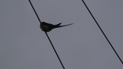 Hirundo rustica