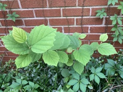 Fothergilla gardenii