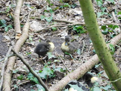 Anas platyrhynchos domesticus