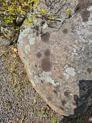 Xanthoparmelia loxodes