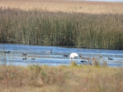 Phoenicopterus chilensis