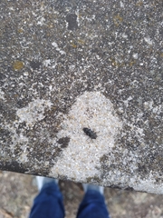 Chrysobothris octocola