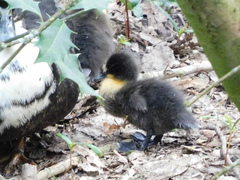 Anas platyrhynchos domesticus