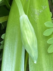 Portevinia maculata