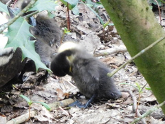 Anas platyrhynchos domesticus