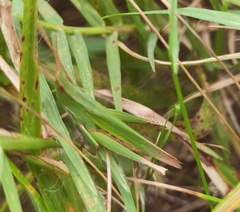 Allotruxalis gracilis
