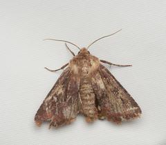 Cerastis leucographa