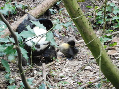 Anas platyrhynchos domesticus