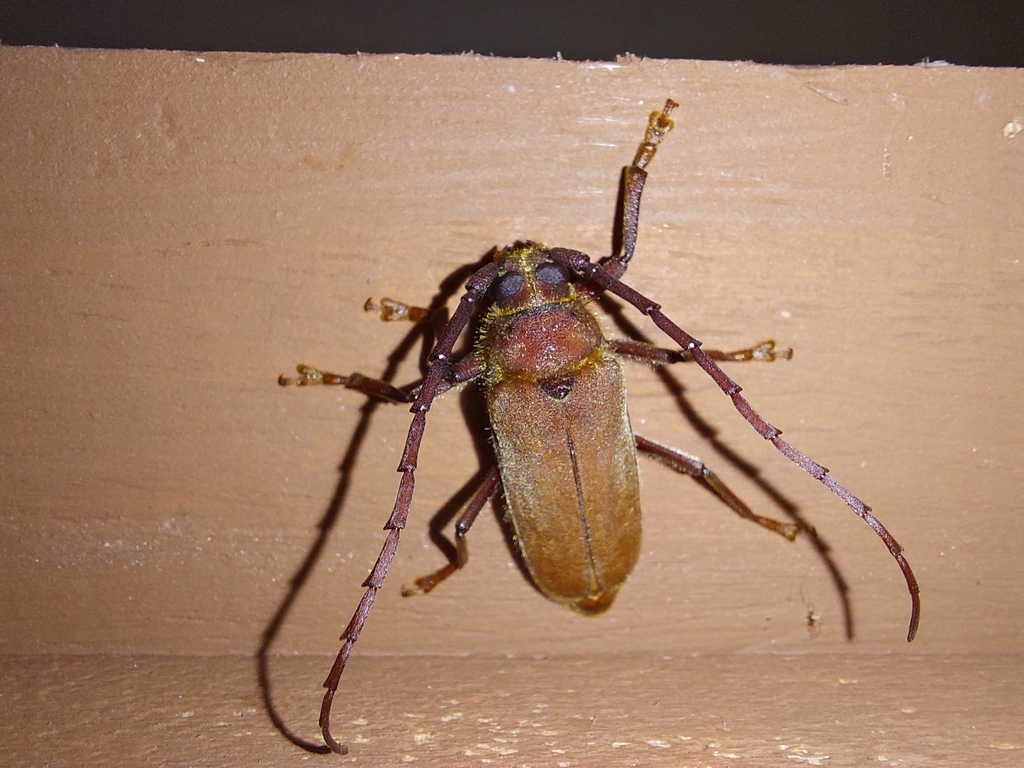 Parastrongylaspis linsleyi
