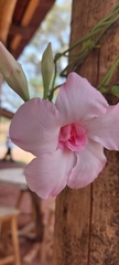 Apocynoideae