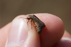 Atalantycha dentigera