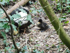 Anas platyrhynchos domesticus