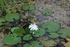 Nymphaea lotus