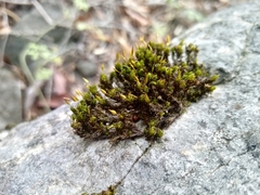 Ptychomitrium serratum