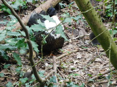 Anas platyrhynchos domesticus