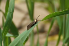 Cisseps fulvicollis