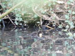 Anas platyrhynchos domesticus