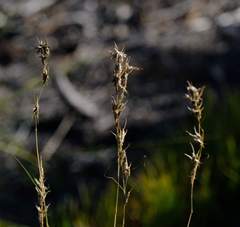 Cymbopogon marginatus