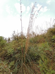 Ampelodesmos mauritanicus