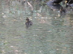 Anas platyrhynchos domesticus