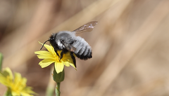 Megachile saulcyi