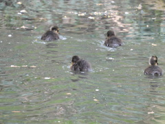 Anas platyrhynchos domesticus